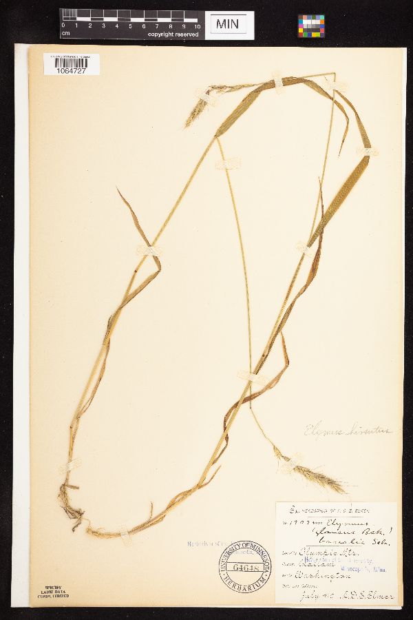 Elymus hirsutus image
