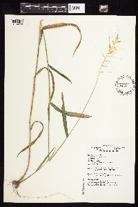 Elymus hystrix image