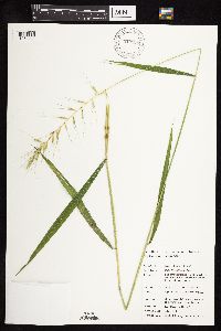 Thumbnail image of current specimen