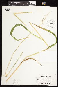 Elymus hystrix image