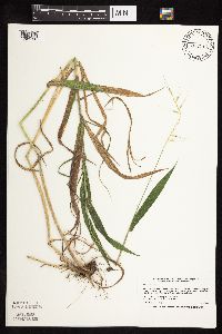 Elymus hystrix image