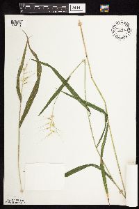 Elymus hystrix image