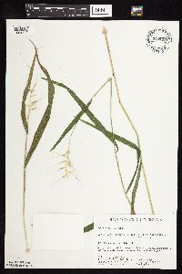 Elymus hystrix image