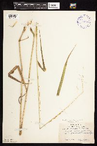 Elymus hystrix image