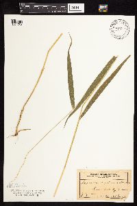 Elymus hystrix image