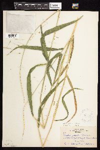 Elymus hystrix image