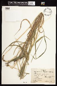 Elymus hystrix image