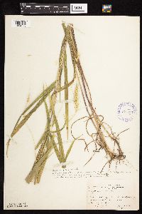 Elymus hystrix image