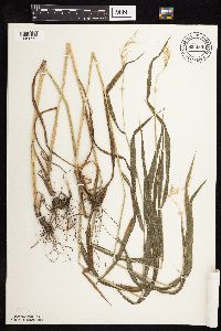 Elymus hystrix image