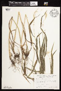 Elymus hystrix image