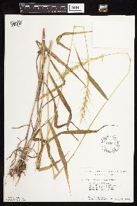 Elymus hystrix image