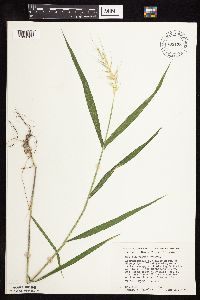 Elymus hystrix image