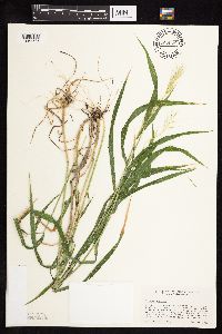 Elymus hystrix image