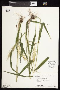 Elymus hystrix image