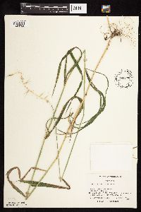 Elymus hystrix image