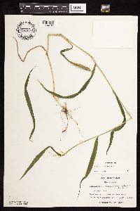 Elymus hystrix image