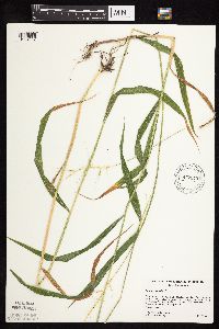 Elymus hystrix image