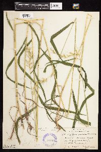 Elymus hystrix image