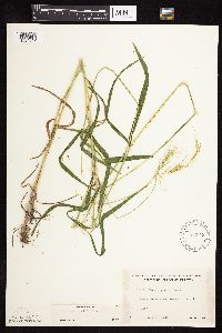 Elymus hystrix image