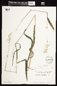 Elymus hystrix image