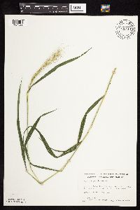 Elymus hystrix image