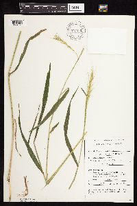 Elymus hystrix image