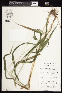 Elymus hystrix image