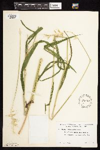 Elymus hystrix image