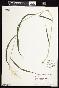 Elymus hystrix image