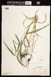 Elymus hystrix image