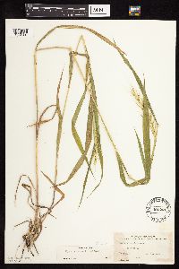 Elymus hystrix image
