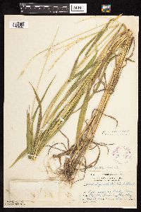 Elymus hystrix image