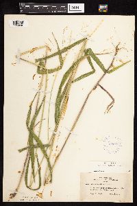 Elymus hystrix image