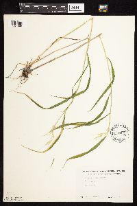 Elymus hystrix image