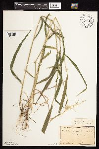Elymus hystrix image