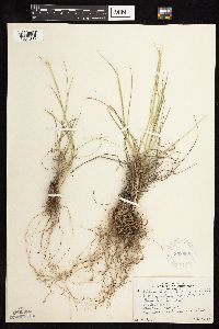 Elymus hystrix image