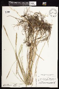 Elymus repens image