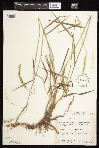 Elymus repens image