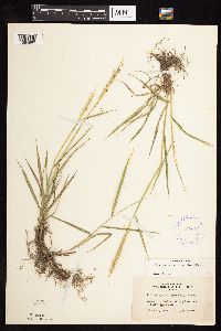 Elymus repens image