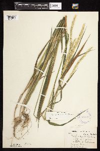 Elymus repens image