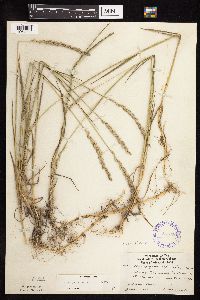 Elymus repens image