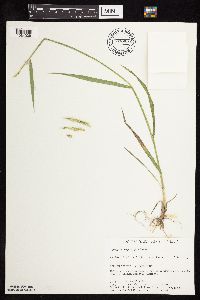 Elymus repens image