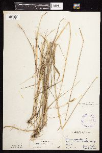 Elymus repens image