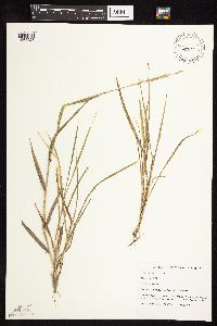 Elymus repens image