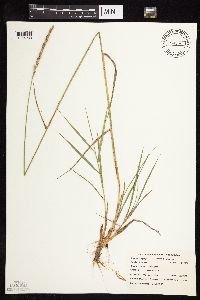Elymus repens image