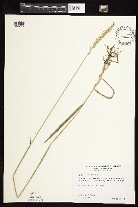 Elymus repens image
