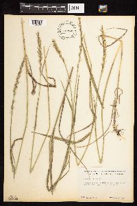 Elymus repens image