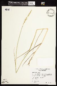 Elymus repens image