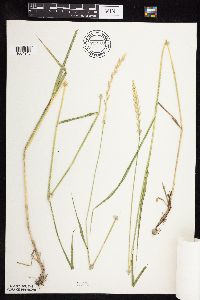 Elymus repens image