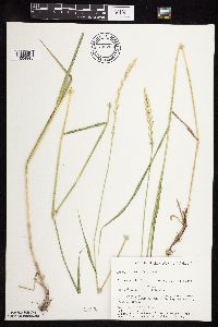 Elymus repens image